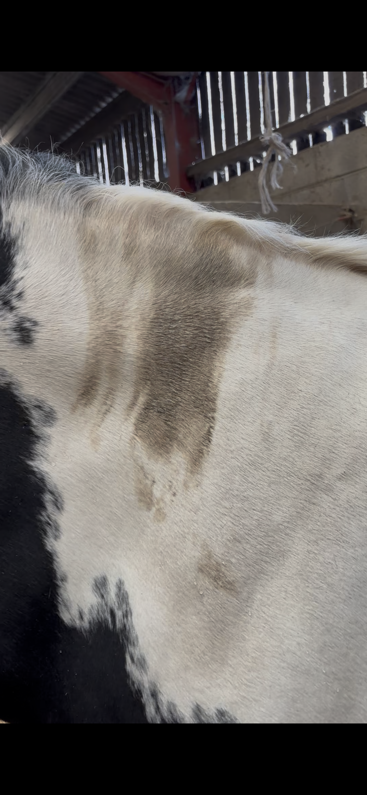 Equine Soap with 'Citronella, Lemongrass, Lavender and Peppermint' essential oils